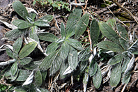 Pilosella officinarum